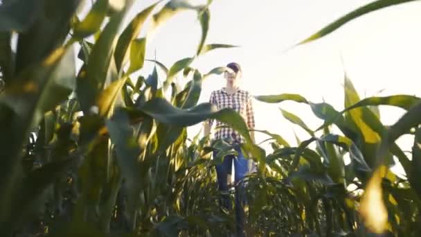 Žena agronomista kontroluje rychlost růstu kukuřice na ekologické farmě. — Stock video