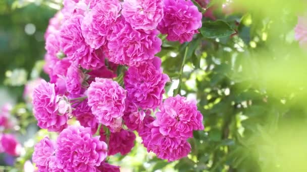 Красивые цветущие живые розы в летнем саду — стоковое видео