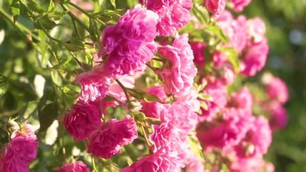 Beautiful blooming living roses in a summer garden — Stock Video