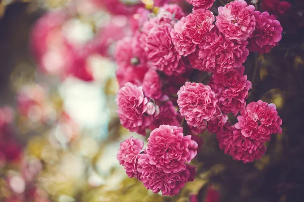Belas Rosas Rosa Jardim Florescendo Jardim Verão — Fotografia de Stock