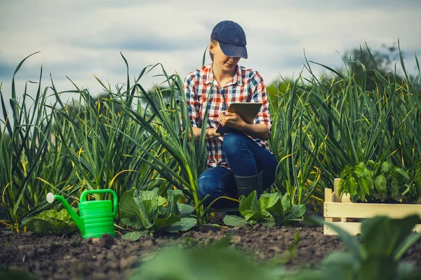 Női Agronómus Ellenőrzi Fokhagyma Növekedési Ütemét Egy Ökotelepen Biogazdálkodás — Stock Fotó