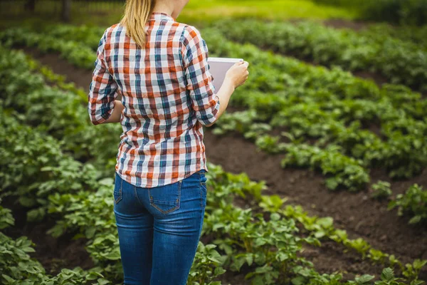 Kvinnliga Agronomer Kontrollerar Potatistillväxten Ekologisk Gård Ekologiskt Jordbruk — Stockfoto