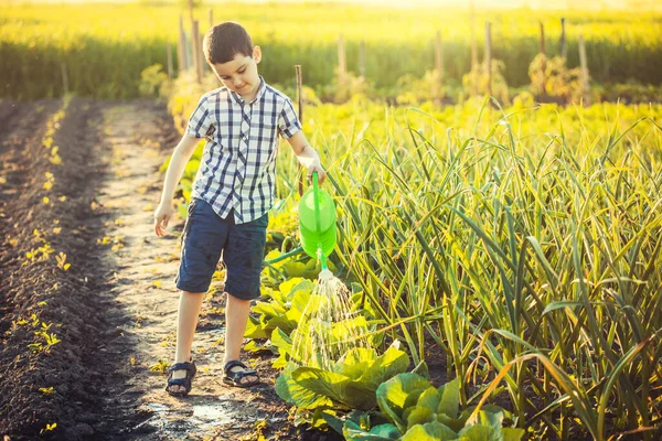 在阳光明媚的夏天 可爱的男孩在花园里浇灌蔬菜 生态农业助理 — 图库照片