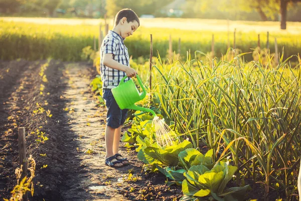 Carino Ragazzo Annaffiare Verdure Giardino Una Giornata Sole Estivo Assistente — Foto Stock