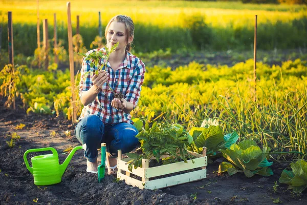 Vrouw boer werkt in een tuin in een geruit shirt. — Stockfoto