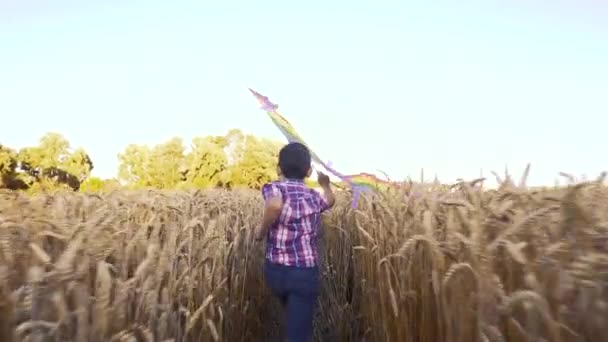 Liten pojke i blå skjorta som springer med drake på vetefältet — Stockvideo