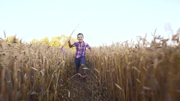 Ragazzino in camicia blu che corre con aquilone sul campo di grano — Video Stock