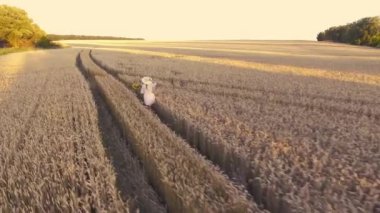 Eski moda elbisesi ve yaz buğday tarlasında şapkası olan bir kadın.