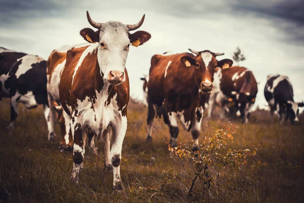 Bulutlu arka planda bir tarlada otlayan sığırlar — Stok fotoğraf