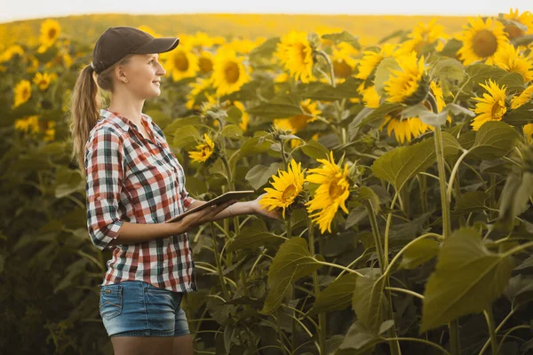 Női agronómus ellenőrzi virágzó napraforgó növekedési ráták egy öko-gazdaságban. — Stock Fotó