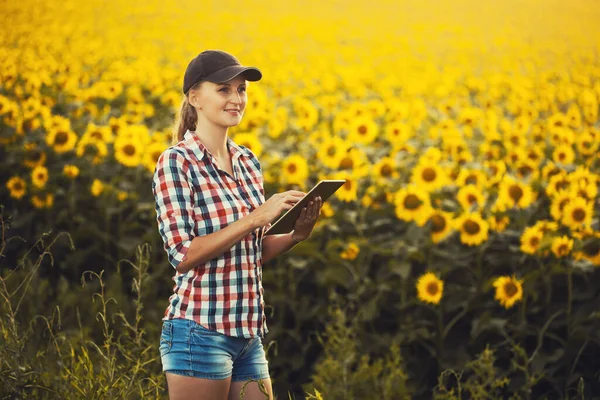 Woman agronomist checks blooming sunflower growth rates on an eco farm. — Stock Photo, Image