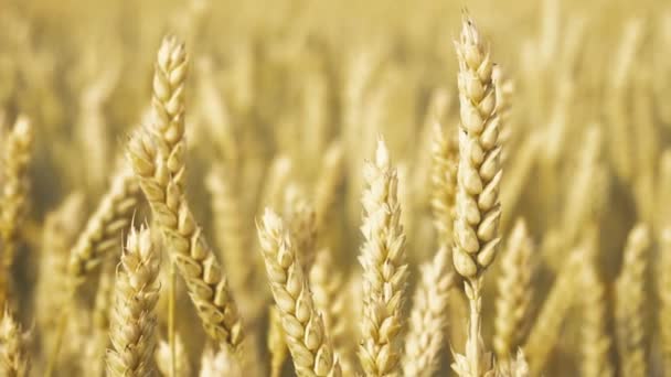 Espiguetas de trigo crescem em um campo em uma fazenda. Culturas de trigo . — Vídeo de Stock