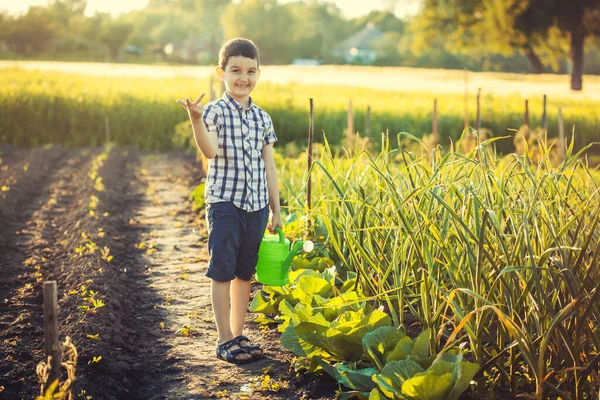 Aranyos fiú öntözés zöldségek a kertben egy nyári napsütéses napon. — Stock Fotó