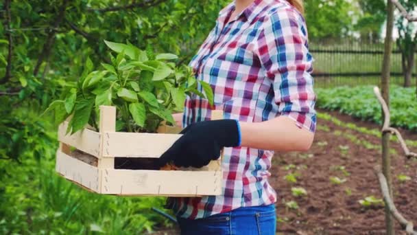 Boerenvrouw met een doos zaailingen aan het werk in de moestuin — Stockvideo