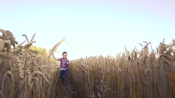 Niño en camisa azul corriendo con cometa en el campo de trigo Fotografías de stock