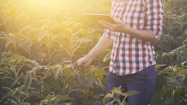 Žena agronomka kontroluje rychlost růstu slunečnic na ekologické farmě. — Stock video