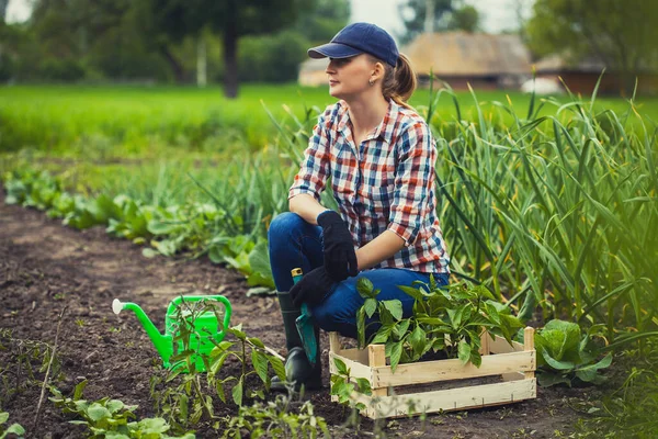 Kvinnlig Bonde Arbetar Trädgård Rutig Skjorta Plantering Tomatplantor — Stockfoto
