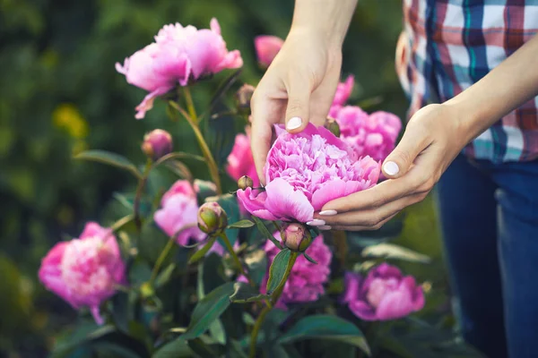 Bahar Bahçesindeki Georgeous Pembe Şakayık Tam Çiçeklenme — Stok fotoğraf