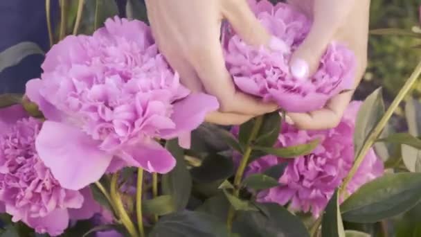 Georgeous pink peony in a spring garden. — Stock Video