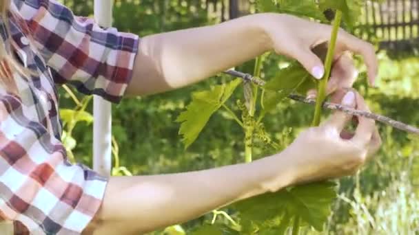 Bonde flicka binder upp druvor i trädgården. Ekologisk odling — Stockvideo