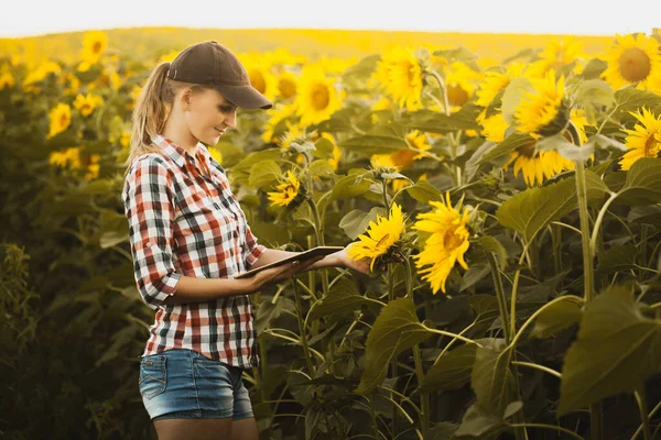 Kobieta Rolnik Sprawdza Kwitnące Tempo Wzrostu Słonecznika Gospodarstwie Ekologicznym Rolnictwo — Zdjęcie stockowe
