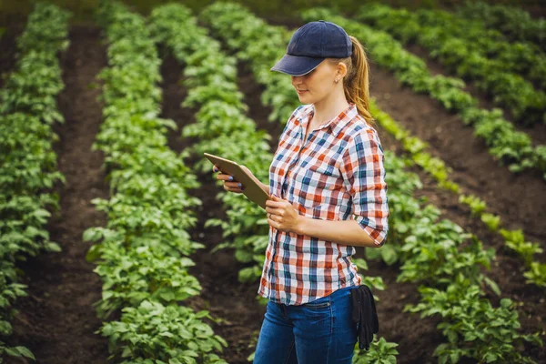 Kvinnliga Agronomer Kontrollerar Potatistillväxten Ekologisk Gård Ekologiskt Jordbruk — Stockfoto