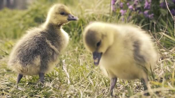 Lindos goslings descansando en una hierba del prado. Video de stock libre de derechos