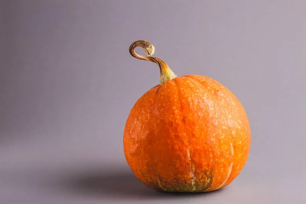 Fundo de ação de graças: abóboras em fundo cinza. Halloween. — Fotografia de Stock