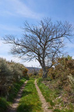 Ağacın altındaki toprak yol.