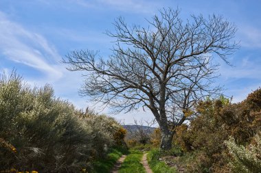 Ağacın altındaki toprak yol.