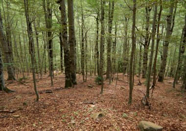 Vahşi İspanyol Ormanı