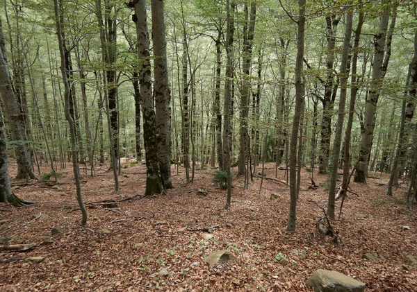 Vild spansk skog — Stockfoto