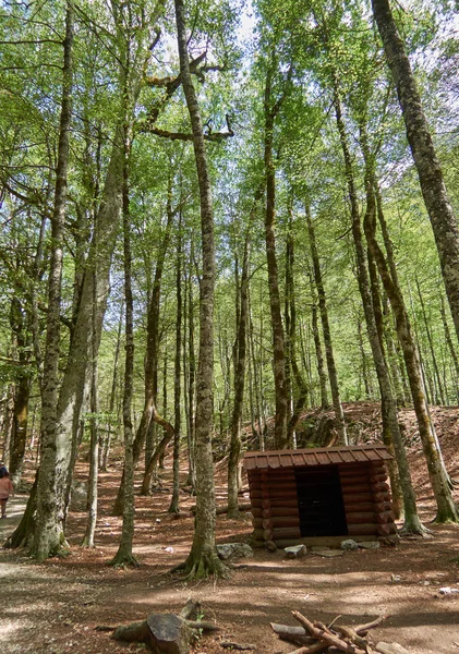 Liten stuga i en vild spansk skog — Stockfoto