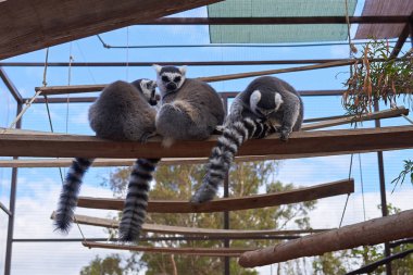 yapay bir habitat üzerinde asılı üç lemurlar