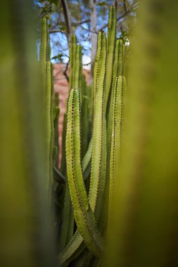 Derin bir kaktüsün detayı
