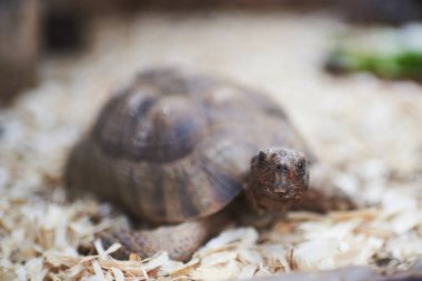 Yüze odaklanarak kaplumbağa portresi