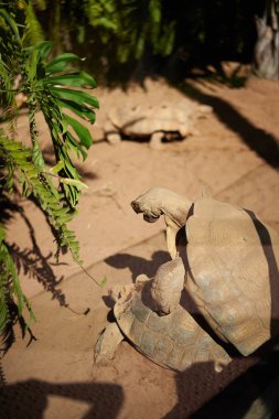 Kontrollü bir ortamda çoğalan kaplumbağalar
