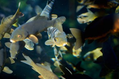 Birden fazla balık birlikte yüzme