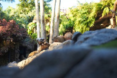 Capybaras doğal bir çevre üzerinde