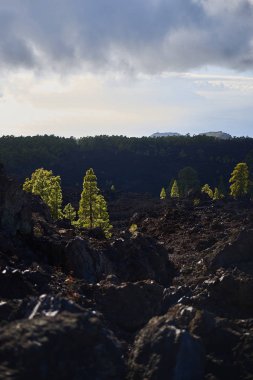 Tenerife volkanik bir manzara üzerinde büyüyen Çamlar, Kanarya Adaları, İspanya