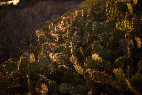Gros cactus au coucher du soleil sur l'île de Tenerife (OPUNTIA FICUS-INDICA ) — Photo