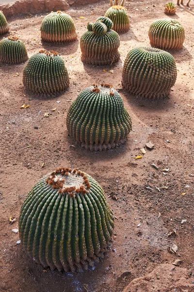 Flera kaktus (Echinocactus grusonii) växer på smuts — Stockfoto