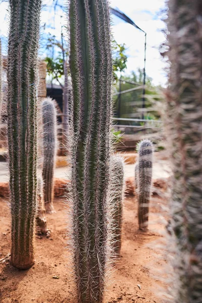 Taggiga kaktusar som växer på smuts — Stockfoto
