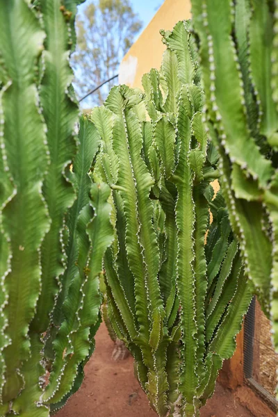Gröna kaktusar växer på smuts — Stockfoto