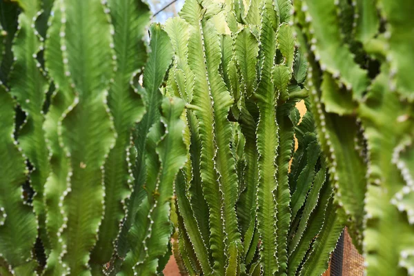 Gröna kaktusar växer på smuts — Stockfoto