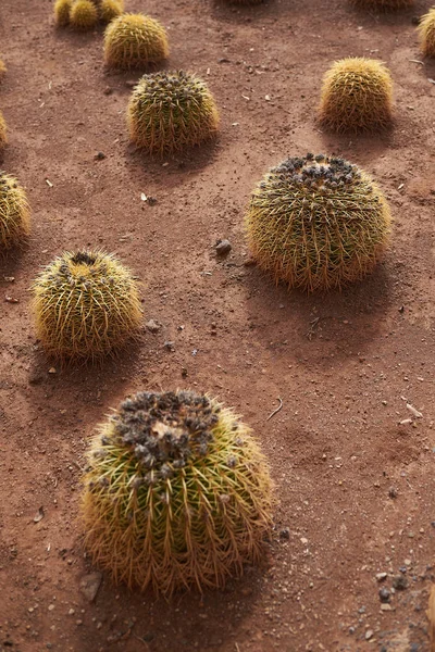 Sfäriska kaktusar som växer på smuts (Echinocactus grusonii) — Stockfoto
