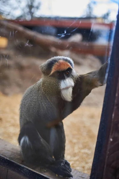 ガラスの後ろのデブラッツァの猿(セルコピテカス無視) — ストック写真