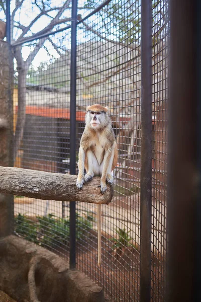 動物園のおりに入れられた猿 — ストック写真