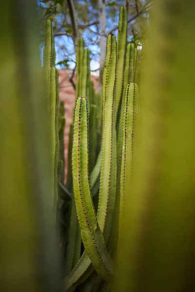 Деталь глибокого кактуса — стокове фото