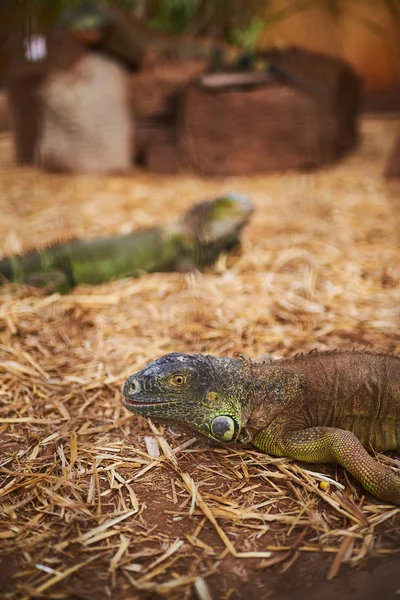 Iguanas verdes (iguana iguana) deitado no chão — Fotografia de Stock